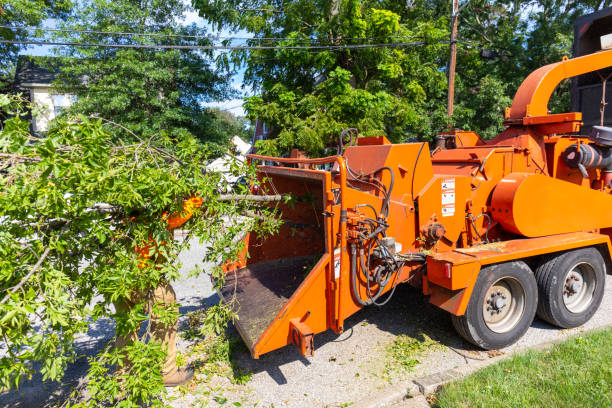 Best Professional Tree Care  in Dash Point, WA